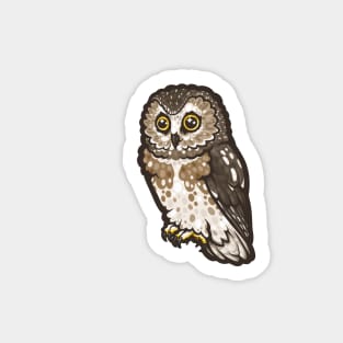 Northern Saw-Whet Owl Sticker